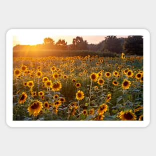 Sunflower field with a setting sun Sticker